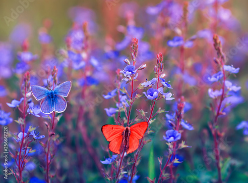 beautiful different butterfly Polyommatus Icarus are sitting and flying in th...