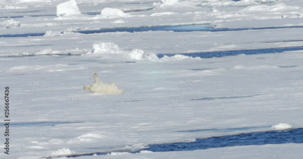 Polar bear crawling on ice Beautiful shot of Polar bear crawling on ice in the sea at Spitsbergen Norway Polar bear crawling on ice Beautiful shot of Polar bear crawling on ice in the sea at Spitsbergen Norway