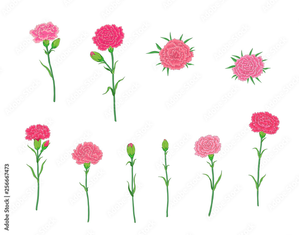 Various poses of carnation flowers