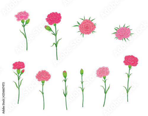 Various poses of carnation flowers