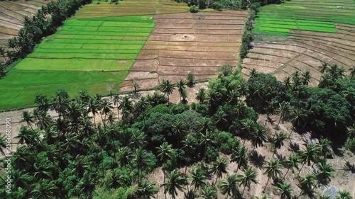 Wallpaper Mural Flying over rice field and coconut trees. Aerial view of rice terrace, agricultural land of farmers. Tropical landscape with farmlands. Palawan island, Philippines. Torontodigital.ca
