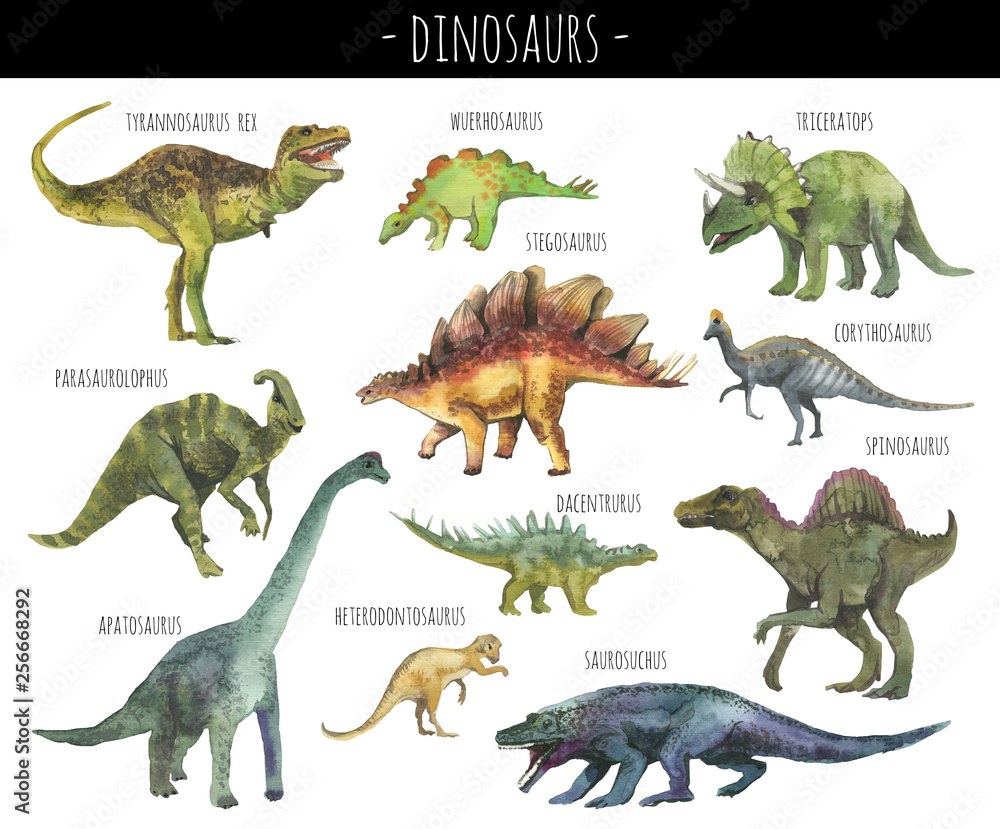 Watercolor set of hand drawn realistic dinosaurus. Realistic dino rex,  spinosaurus,corhythosaurus,triceratops,stegosaurus,apatosaurus,saurosuchus,parasaurolophus  etc Stock Illustration | Adobe Stock