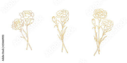 Golden lines of carnation, blank background