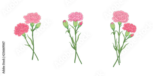 Bouquet of carnation flowers, three not the same