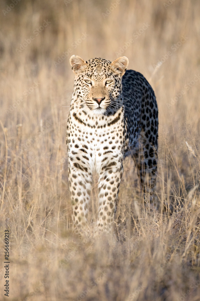 Naklejka premium Leopard in afternoon light