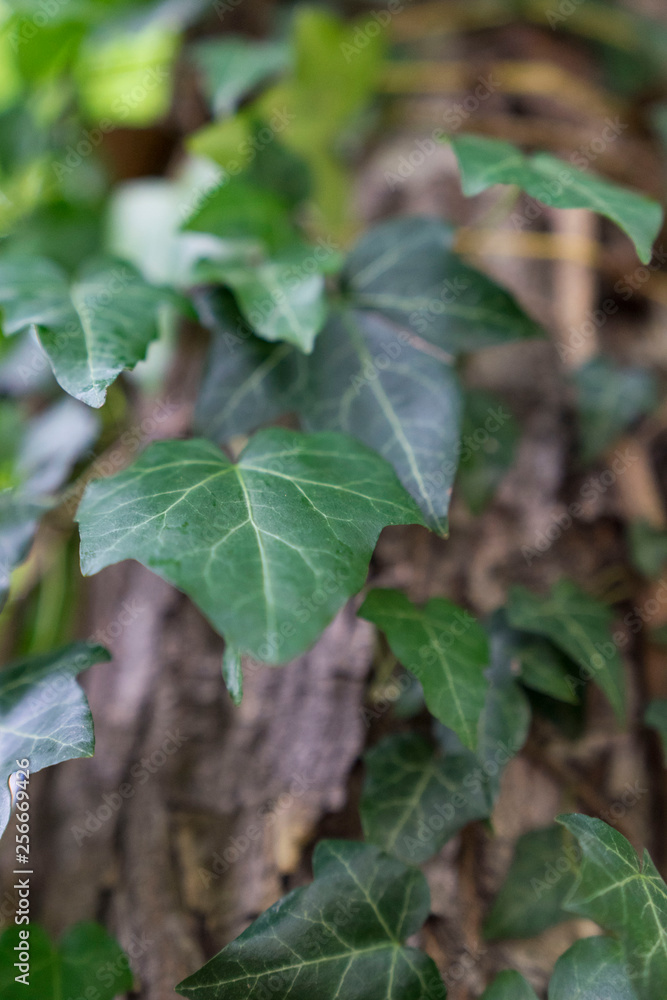 Obraz premium Close up of an ivy plant on a tree