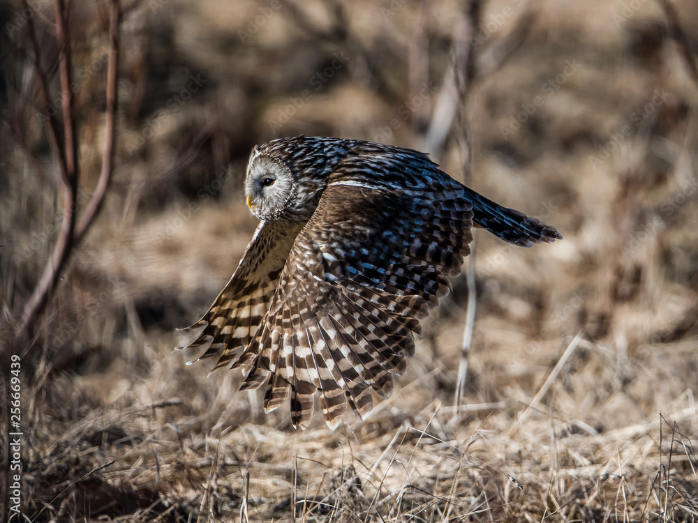 Ural owl flying close to the ground after catching a prey Ural owl flying close to the ground after catching a prey
