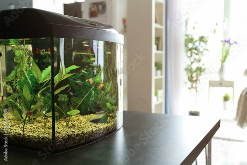 Beautiful aquarium on table...