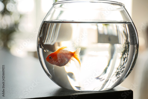 Schilderij op canvas Glass fishbowl on table
