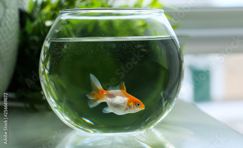 Glass fishbowl on table