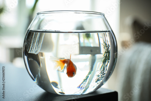 Schilderij op canvas Glass fishbowl on table