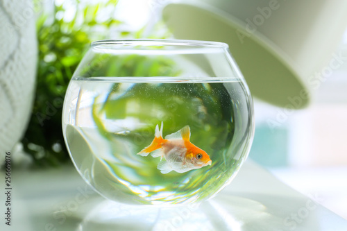 Schilderij op canvas Glass fishbowl on table