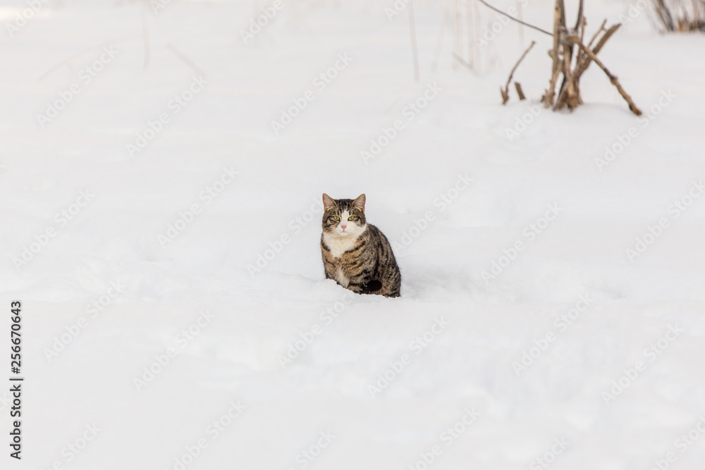 Horizontal shot of homeless cat sitting in the snow. Warm colors. Soft light.