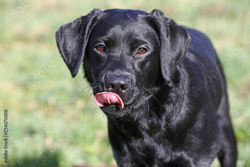 Wallpaper Mural Junger Labrador auf dem Spaziergang Torontodigital.ca