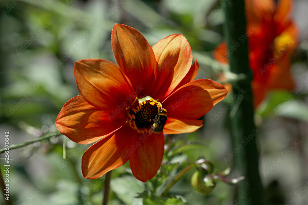 Blühende Dahlie Blühende Dahlie