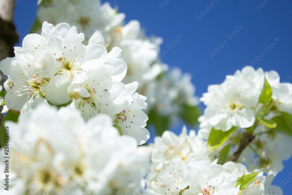 white pear blossom with sunlight, beautiful flowers in spring season