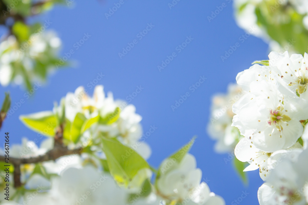 white pear blossom with sunlight, beautiful flowers in spring season white pear blossom with sunlight, beautiful flowers in spring season