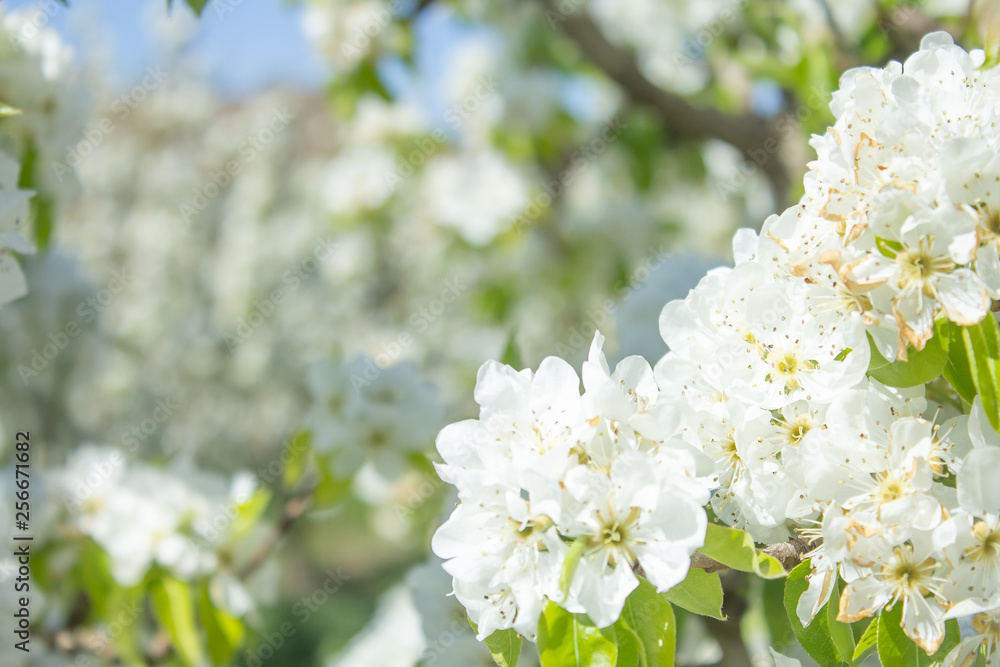 white pear blossom with sunlight, beautiful flowers in spring season