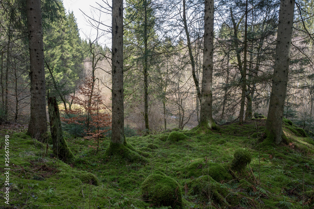 Grüner Waldboden im Naturschutzgebiet Grüner Waldboden im Naturschutzgebiet