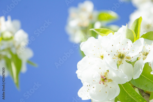 white pear blossom with sunlight, beautiful flowers in spring season © Lyudmila