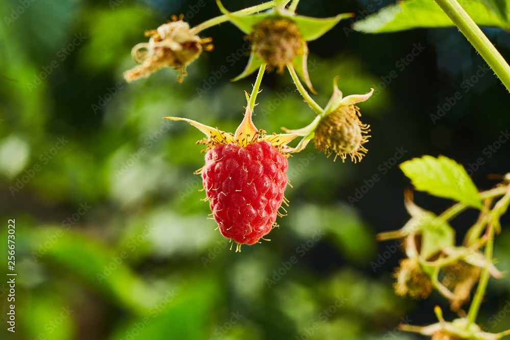 Close-up of ripe organic raspberry hanging on a branch in the fruit garden Close-up of ripe organic raspberry hanging on a branch in the fruit garden