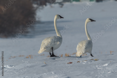 Pair of trumpeter swans feeding in a snow covered picked corn field.