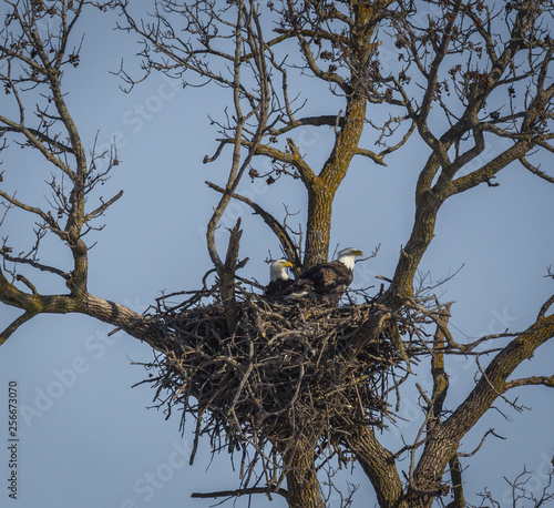 Pair of bald eagles repairing a nest