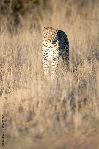 Leopard in afternoon light