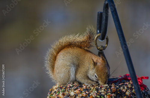 Red squirrel feeding on a bird seed wreath