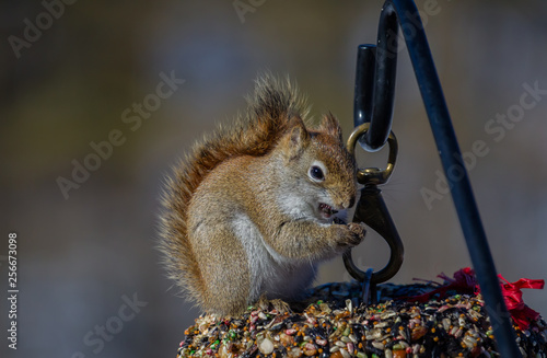 Red squirrel sitting on a bird seed wreath, with it's mouth open and stuffing seeds into it.