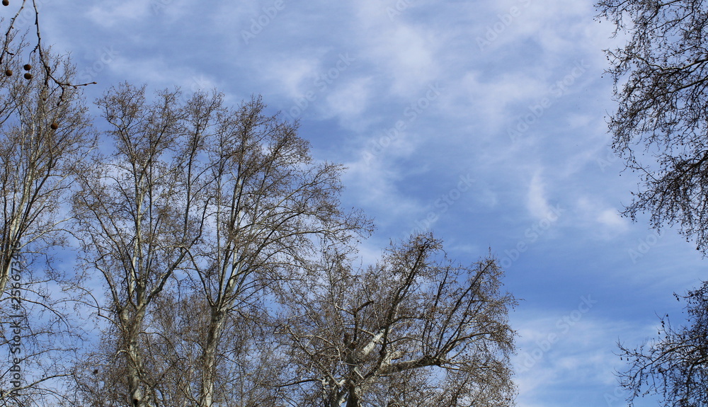 CIELO CON NUBES BLANCAS Y AZULADAS SOBRE LOS ARBOLES, CIELO, COPA DE LOS ARBOLES, CIELO CON NUBES BLANCAS Y AZULADAS SOBRE LOS ARBOLES, CIELO, COPA DE LOS ARBOLES,