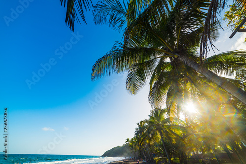 Palm trees by the sea in Grande Anse beach at sunset