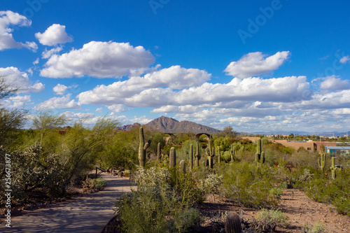 Desert Garden Path with view of Camelback Mountain in Arizona