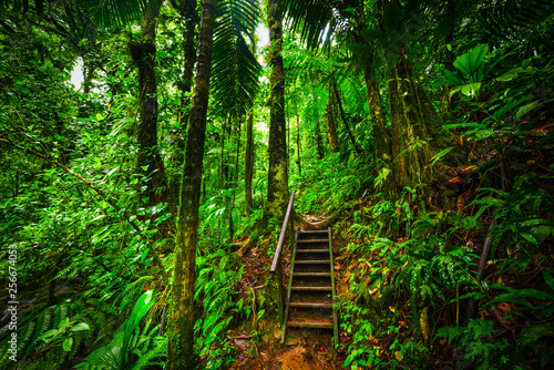 Staircase in Basse Terre jungle in Guadeloupe