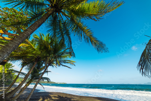 Fototapeta Naklejka Na Ścianę i Meble -  Palm trees and dark sand in Grande Anse beach in Guadeloupe