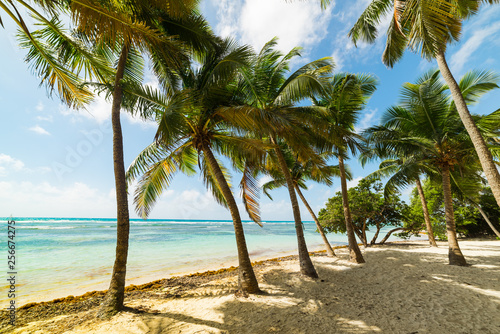 Fototapeta Naklejka Na Ścianę i Meble -  White sand and coconut palms in Bois Jolan beach in Guadeloupe