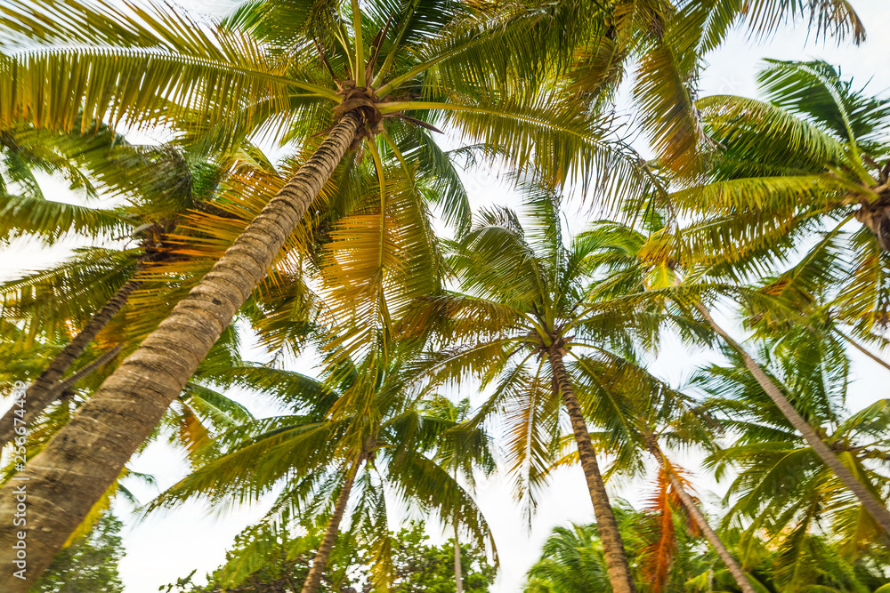 Coconut palm trees seen from below in Guadeloupe Coconut palm trees seen from below in Guadeloupe