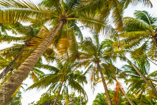 Coconut palm trees seen from below in Guadeloupe © Gabriele Maltinti
