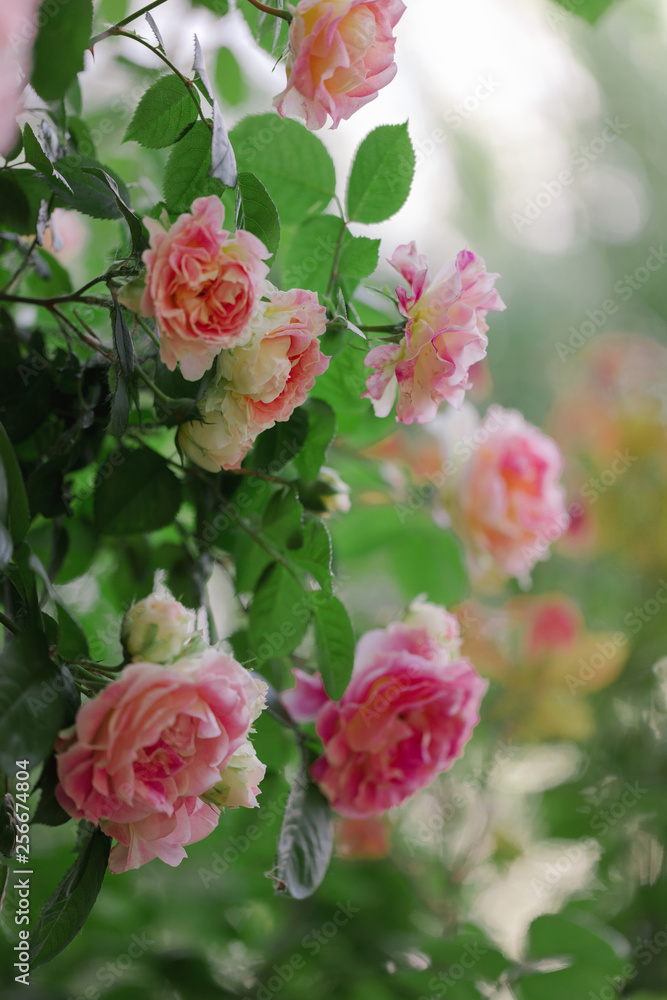 Beautiful pink roses in a summer garden.