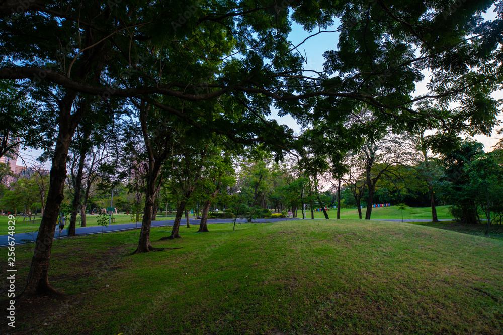 Green park sunset with meadow and tree