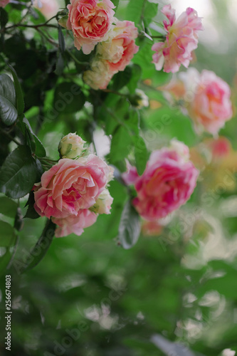 Beautiful pink roses in a summer garden. © COLOR PHOTO