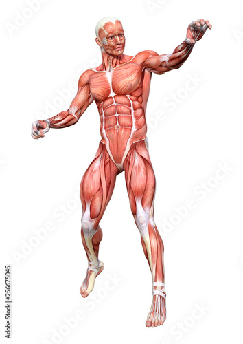 Fototapeta Naklejka Na Ścianę i Meble -  3D Rendering Male Anatomy Figure on White