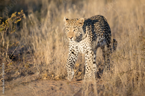 Leopard in afternoon light photo