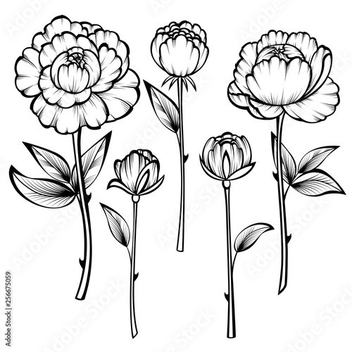 Roses