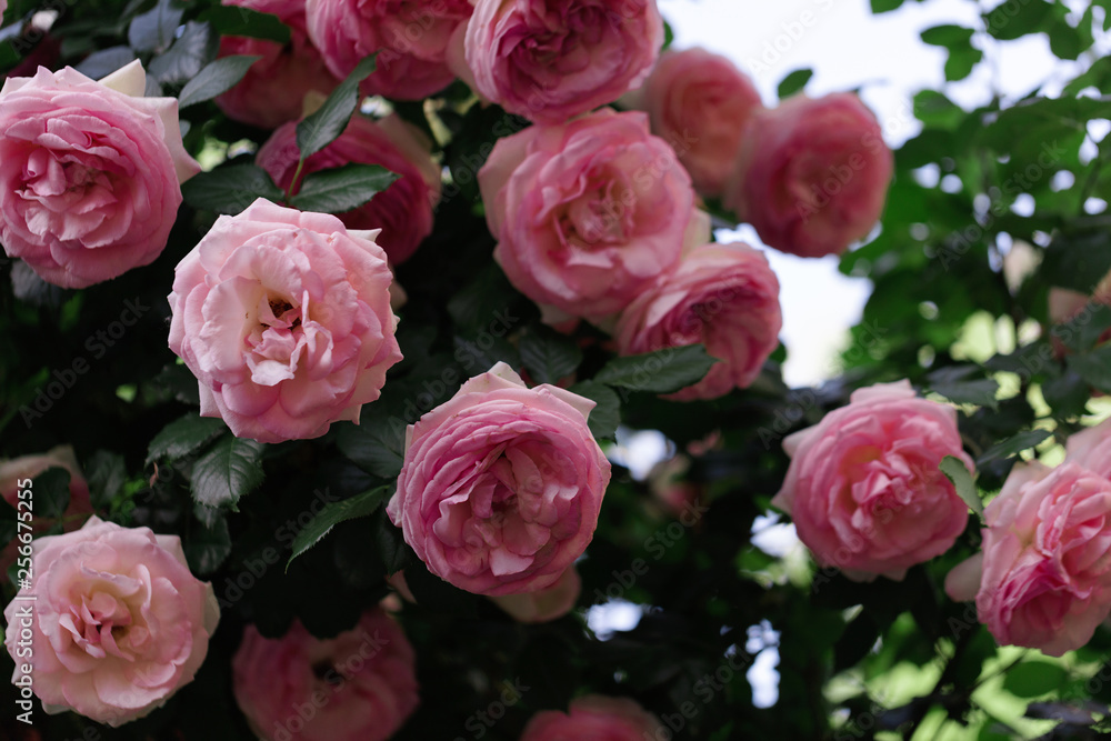 Beautiful pink roses in a summer garden. Beautiful pink roses in a summer garden.
