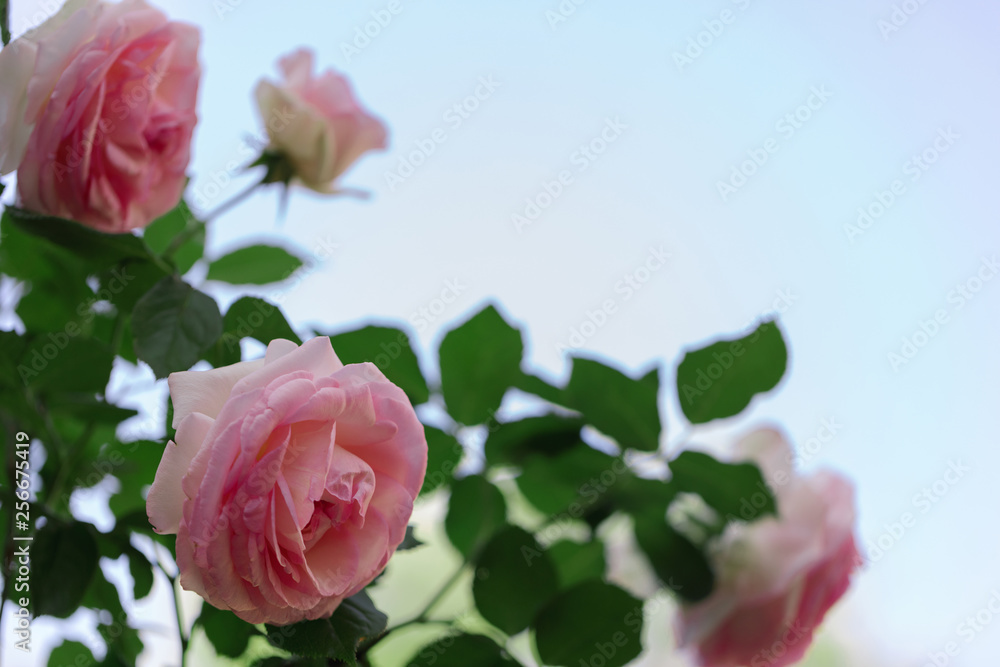 Beautiful pink roses in a summer garden. Beautiful pink roses in a summer garden.
