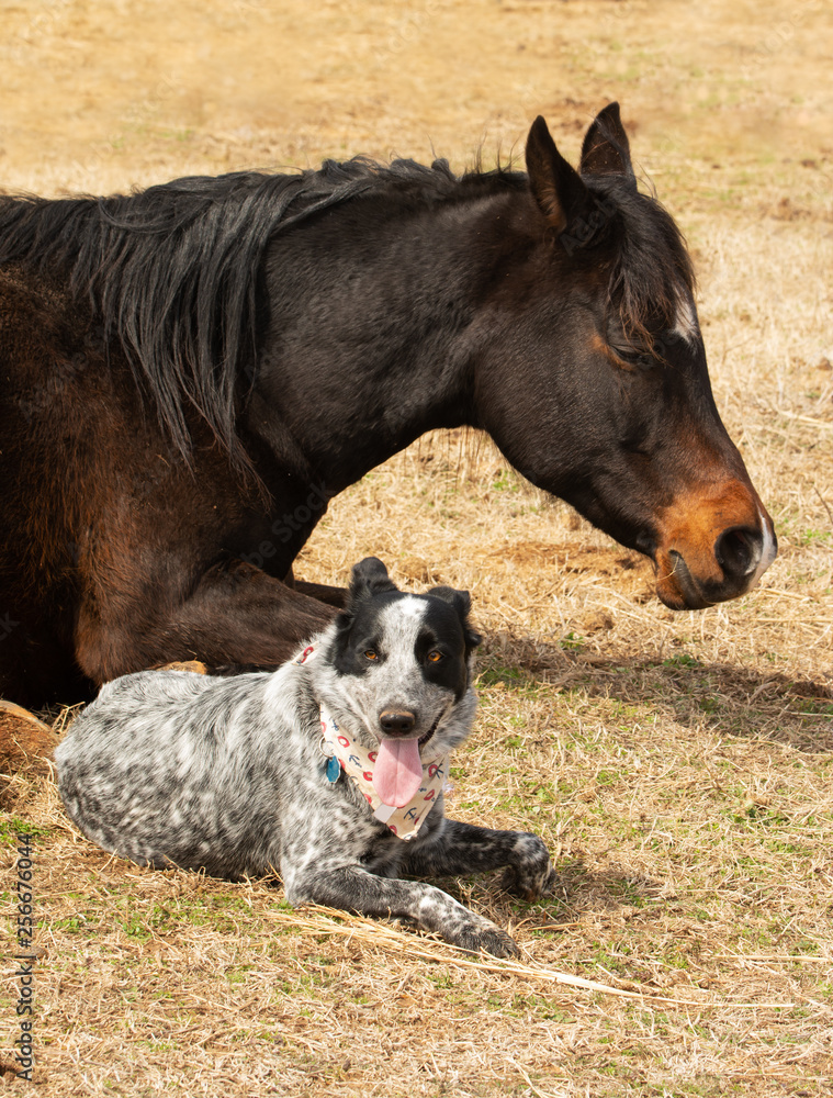 Black and white spotted dog lying down next to her sleeping Arabian horse friend in sunny winter pasture Black and white spotted dog lying down next to her sleeping Arabian horse friend in sunny winter pasture
