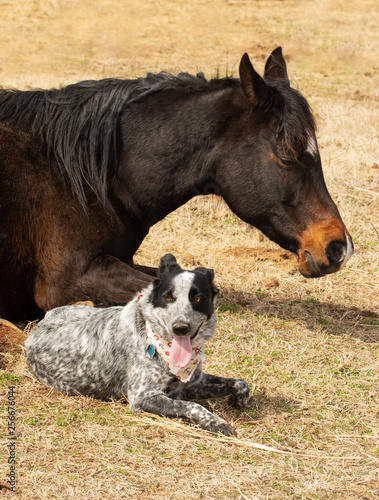 Black and white spotted dog lying down next to her sleeping Arabian horse friend in sunny winter pasture © pimmimemom