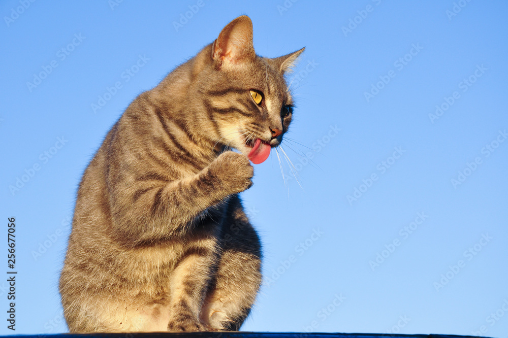 Obraz premium Blue tabby cat licking her paw in evening sun, with a blue sky background