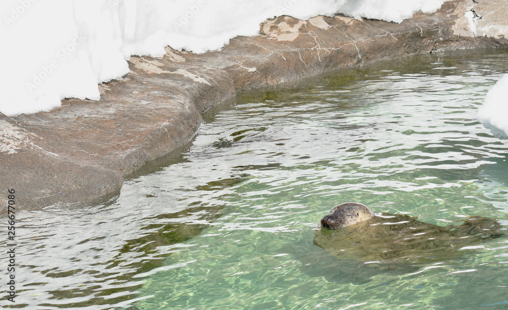 Fototapeta premium sea ​​lion or seal soaking on water in snow background